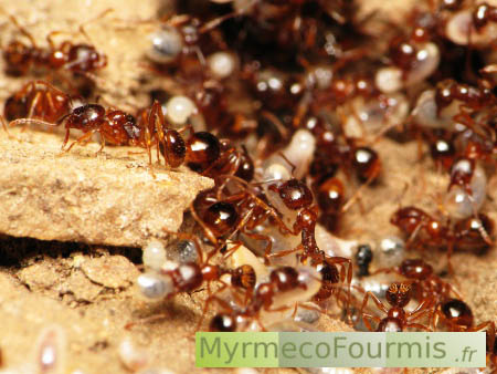 Aphaenogaster subterranea dans leur nid. Ces fourmis sont de couleur orange ou brune avec un thorax très courbé. Elles vivent souvent dans la forêt. Ici, plusieurs fourmis de cette espèce transportent des larves.