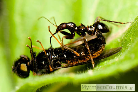 Himacerus mirmicoides, une punaise prédatrice myrmécomorphe, c'est à dire ressemblant à une fourmi, mange une mouche qu'elle a capturée.