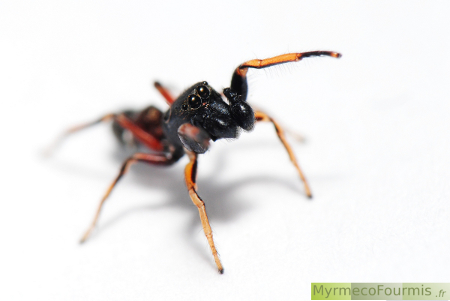 Pédipalpes très développés d'un mâle d'araignée sauteuse myrmécomorphe qui imite la forme d'une fourmi.