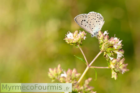 Phengaris arion, l'azuré du serpolet, petit papillon gris bleu.