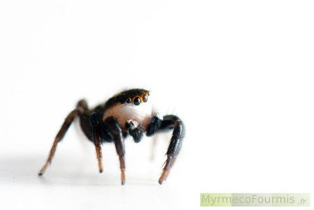 Araignée sauteuse (Salticidae), de l'espèce Phlegra bresnieri.