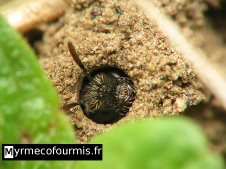 Petite abeille solitaire noire à l'entrée de son nid dans le sol. Certaines abeilles solitaires creusent leur nid dans la terre au sol, comme cette Halictidae qui appartient probablement au genre Lasioglossum.