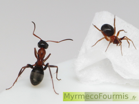 Une araignée myrmécomorphe prédatrice de fourmis à côté d'une fourmi d'apparence similaire de l'espèce Formica rufibarbis.
