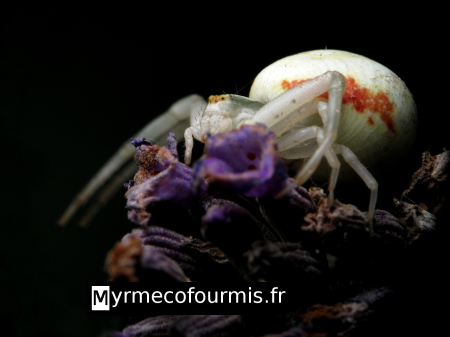Misumena vatia, une araignée crabe aux couleurs très variables, ici orange, violette et blanche. Cachée sur une fleur de lavande, elle chasse les abeilles.