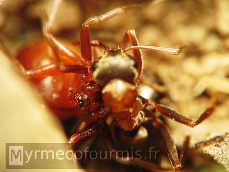 Petite araignée orange et rouge attaquant une fourmi de l'espèce Formica rufibarbis et la dévorant. Macrophotographie illustrant cet exemple de prédation sur les fourmis.