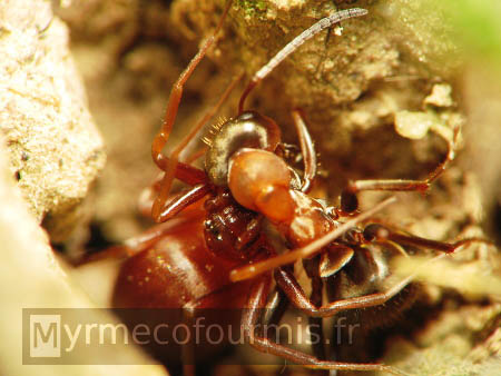 Photographie macro d'une araignée rouge ayant capturé une fourmi de l'espèce Formica rufibarbis, dans un jardin.