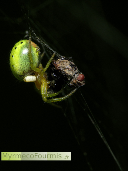 Une mouche prise dans la toile d'une araignée elle-même parasitée par une larve de guêpe parasite. Photo macro de profil sur fond noir.