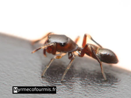 Photo macro illustrant le myrmecomorphisme d'une araignée sauteuse. Cette araignée myrmécomorphe ressemble aux fourmis du genre Formica.