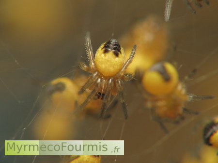 Petites araignées jaunes et noires, larves d'épeires diadèmes.