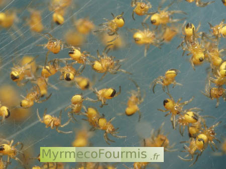 Jeunes épeires diadèmes dans une toile, il s'agit d'araignées à l'état de larve.