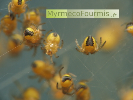 De petites araignées jaunes et noires regroupées sur une toile.