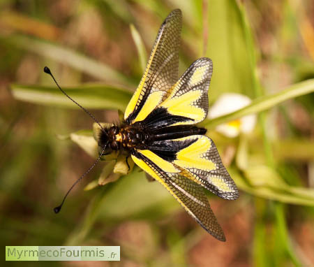 Libelloides coccajus, l'ascalaphe souffré, un nevroptère qui ressemble à un papillon ou une libellule noire et jaune avec une petite boule noire (massue antennaire) au bout de ses antennes.