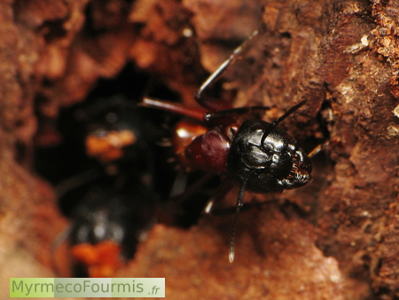 Fourmi charpentière Camponotus ligniperda ou ligniperdus a l'entrée de son nid dans une souche de bois décomposée.