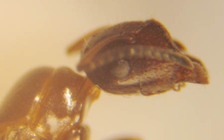 Gros plan sur la tête plate d'une princesse de fourmi de l'espèce Camponotus truncatus.