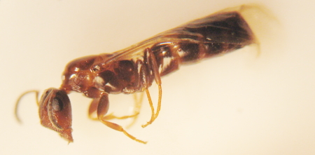 Photographie macro d'une princesse de fourmis de l'espèce Camponotus truncatus, reconnaissable à l'avant de la tête fortement tronqué.