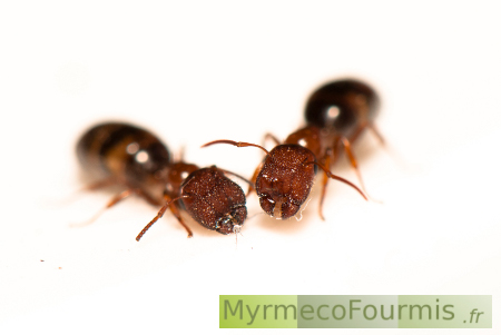 Deux fourmis ouvrières soldates de fourmis portes Colobopsis ou Camponotus truncatus. Vue de face sur fond blanc, en macrophoto.