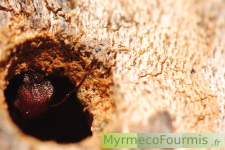Camponotus truncatus major, fourmi porte soldate bloquant l'entrée du nid.