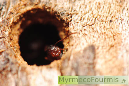 Ouvrière Minor de fourmis portes, Camponotus truncatus.