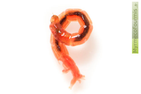 Un chironome ou ver de vase à l'état larvaire, sur fond blanc. Ces vers rouges sont élevés en aquariophilie pour nourrir les poissons.