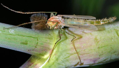 Un chironome adulte, avec des ailes plumeuses et un corps verdâtre. Chironomidae par Fritz Geller "Grimmfaite".