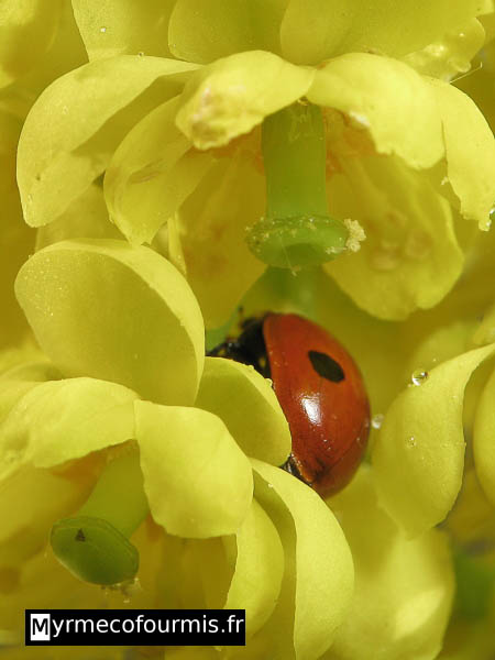 Coccinelle rouge à deux points dans des fleurs jeunes.