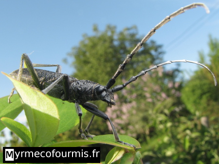 Insecte capricorne: petit capricorne Cerambyx scopolii. Un petit longicorne noir à longues antennes.
