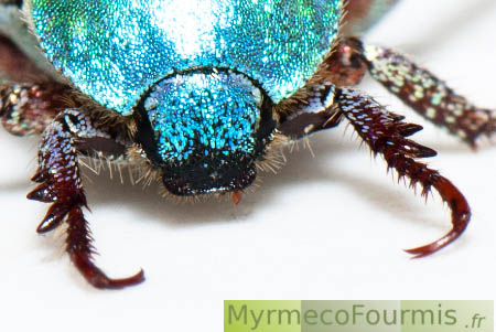 Hoplia coerulea, un coléoptère bleu métallique de la famille des scarabées.