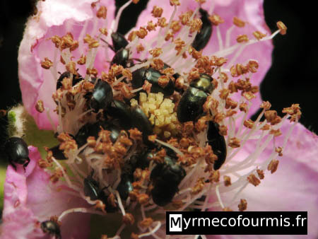 De nombreux petits coléoptères noirs mangent le pollen d'une fleur de ronce (mûres).