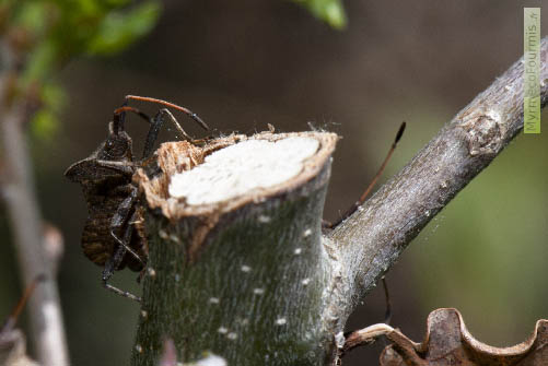 Une punaise brune avec de longues antennes, Coreus marginatus, la corée marginée, inspecte une branche coupée.