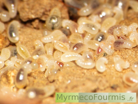 Larves de fourmis Aphaenogaster subterranea. Ces larves sont blanches avec leur intestin visible et coloré de rouge, jaune ou noir en fonction de ce que les larves ont mangé. Vues sur fond de terre ocre, dans leur nid.