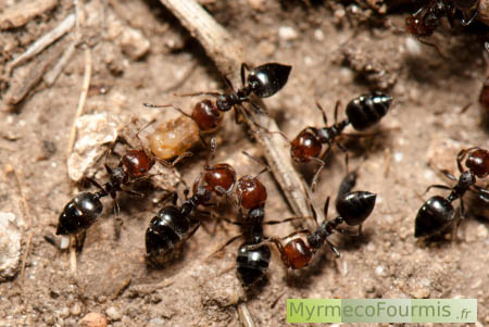Transport de nymphe de fourmis chez la fourmi acrobate noire à tête rouge Crematogaster scutellaris.