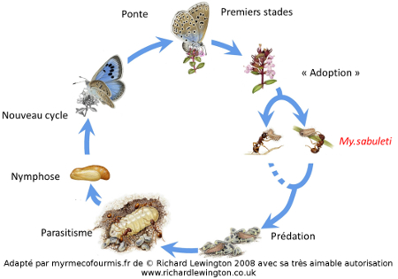 Cycle de vie de Phengaris arion, ponte, stade phytophage, stade parasite des fourmis, nymphose et sortie du nid.