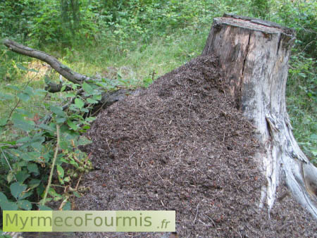 Dôme de Formica polyctena, une espèce de fourmis des bois qui construit des fourmilières en brindilles.