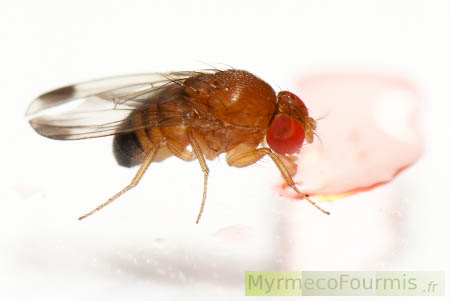 Photographie macro d'un mâle de la drosophile à ailes tachetées, Drosophila suzuki (moucheron ou drosophile asiatique). Les ailes ne sont tachetées que chez les mâles.