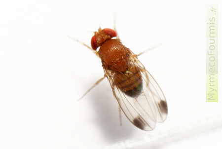 Les mâles de la drosophile invasive japonaise (Drosophila suzukii) possèdent des taches noires à l'arrière des ailes. Macrophotographie de dessus sur fond blanc.