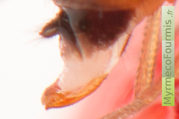Gros plan sur l'ovipositeur de la drosophile japonaise invasive: l'ovipositeur possède de petites dents en forme de scie qui permettent à ce moucheron de pondre ses oeufs dans les fruits.