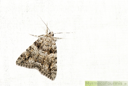 Photographie d'un Catocala promissa, petit papillon nocturne blanc beige et brun observé sur un piège de nuit.