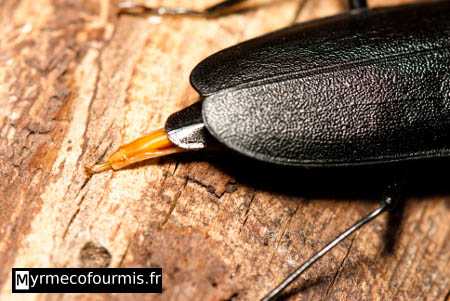 Femelle Cerambycide en train de pondre dans une souche. Gros plan sur l'abdomen noir et l'ovipositeur orange qui permet à la femelle d'insérer les oeufs dans le bois.
