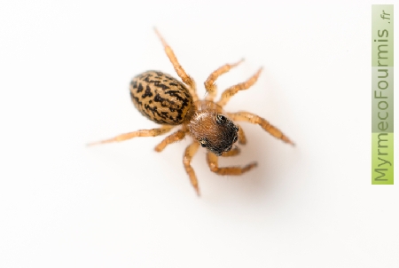 Une petite araignée sauteuse brune et noire vue de dessus.