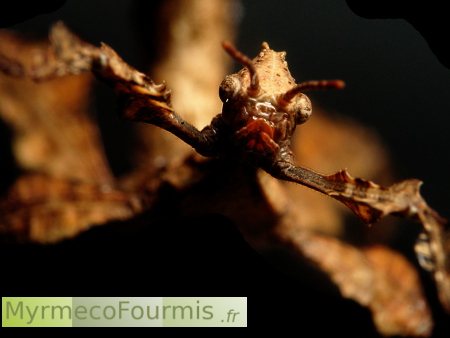 Extatosoma tiaratum, le phasme à tiare ou phasme scorpion. Macrophotographie d'un individu juvénile ou "larve". Photo de face sur fond noir.
