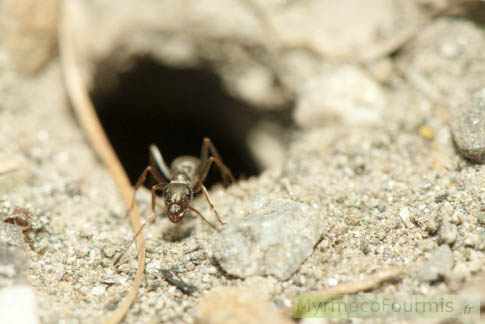 Une fourmi ouvrière de Formica selysi monte la garde à l'entrée de la fourmilière, sur une plage des Alpes.
