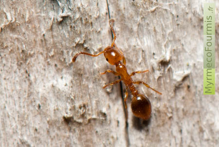 Une petite fourmi orange, Formicoxenus nitidulus, sur le tronc lisse d'un arbre mort.
