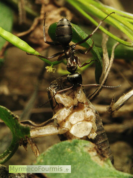 Fourmi rousse Formica rufibarbis ramenant un grillon mort à la fourmilière. La photo est prise de face avec la fourmi suspendue tête en bas à un brin d'herbe, dans une pelouse.