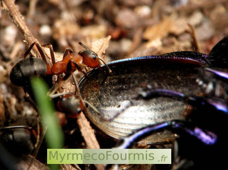 Une fourmi des bois ramène au nid sa proie, un coléoptère mort (prédation).