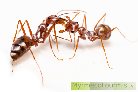 Dans cette photographie, deux fourmis de l'espèce Cataglyphis bombycina sont capturées en train d'effectuer un comportement communément appelé "trophallaxie". Les deux fourmis sont positionnées l'une en face de l'autre, les mandibules légèrement ouvertes, ce qui permet un transfert de liquide nourricier d'une fourmi à l'autre. Leurs corps sont minces et allongés, typiques des Cataglyphis, et leur coloration varie de l'orange au brun clair au brun foncé avec des reflets argentés. Les détails de leurs antennes et de leurs segments corporels sont clairement visibles. La trophallaxie est un comportement social essentiel chez les fourmis, permettant le partage de nutriments et de liquides entre les membres de la colonie. Cette image témoigne de la coopération au sein de la société de Cataglyphis bombycina, où chaque membre contribue à la survie et à la prospérité de la colonie en partageant des ressources vitales.