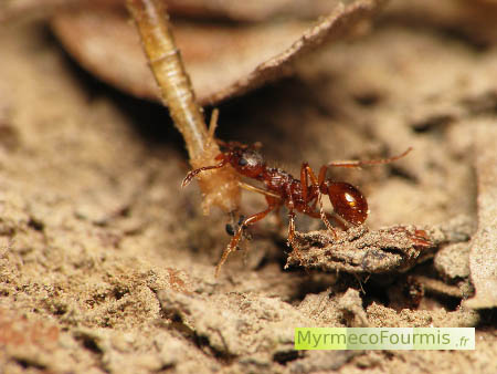Une fourmi rouge rapporte un moustique à la fourmilière. Le corps du moustique est tenu verticalement, il n'a plus d'ailes.