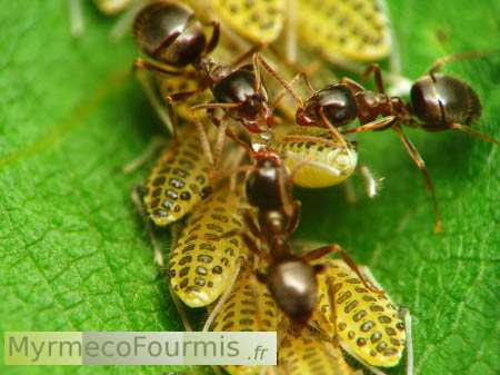 Trois fourmis partagent une goutte de miellat au-dessus de leur élevage de pucerons, fixés sur la nervure centrale d'une feuille de noyer.
