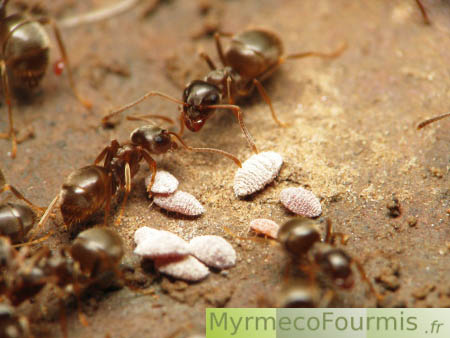Cochenilles et fourmis