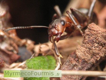 Formica des bois, une fourmi rousse.