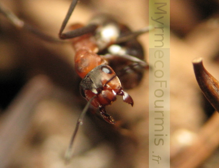 Ouvrière de fourmi des bois prenant une posture dissuasive.